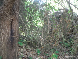 Monte Ferro